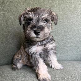 Petunia- AKC - Pink - Salt and pepper female Miniature Schnauzer puppy in Wheeler, Wisconsin from Sue’s Miniature Schnauzers