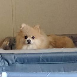 Pebbles - Pomeranian