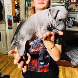 American Hairless Terrier Puppies from Gold Rush Kennels