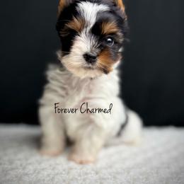 Girl 4 - Black tan and white female Biewer Terrier puppy in Lathrop, California from Forever Charmed