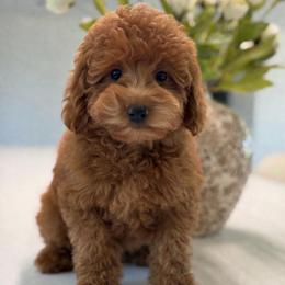 Faith - pink collar - Red  female Goldendoodle puppy in Yuciapa, California from AlltheDoodlez_