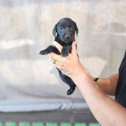 Black girl 2 - Black female Labrador Retriever puppy in Hebron, Kentucky from Top Notches Labrador Retrievers