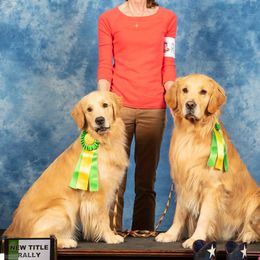 Golden Retrievers from DuBois' Golden Retrievers