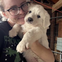 Pom Pom - White female Colorado Mountain Dog puppy in Colorado Springs, Colorado from Sharp Guardians and Goldens