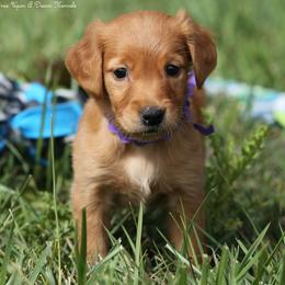 Mitzy Purple Girl - Dark golden female Golden Retriever puppy in Idaho Falls, Idaho from Once Upon A Dream Kennels