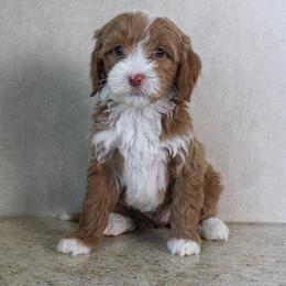 Blue - Red  male Goldendoodle puppy in Warsaw, Ohio from Lovabledoodles