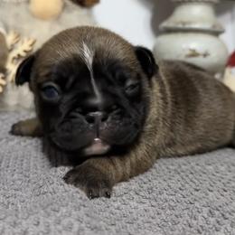 Alan - Fawn male French Bulldog puppy in Warm Springs, Arkansas from Seven Hills Arkansas