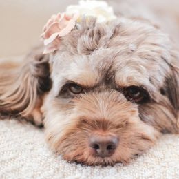 Dove - Cockapoo