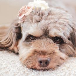 Dove - Cockapoo