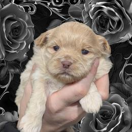 Cookie - Gold and white female Shihpoo puppy in Coshocton, Ohio from Forever Family Puppies