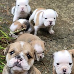 Bulldogs from Round Grove Bulldogs