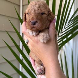 Acorn - Apricot male Goldendoodle puppy in Easley, South Carolina from Our Darling Doodles