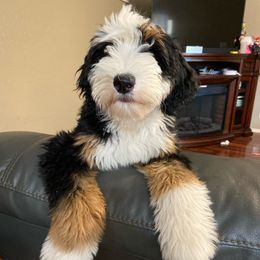 Elizabeth - Bernedoodle