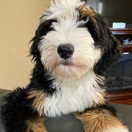 Elizabeth - Bernedoodle