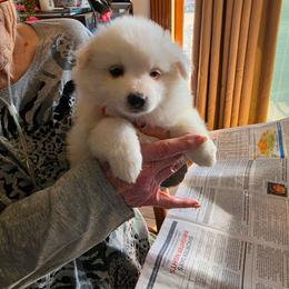 Juno - White female American Eskimo Dog puppy in Grants Pass, Oregon from SnH Eskies