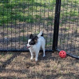 Small girl - White black and tan female Papillon puppy in Joshua, Texas from Summertime Kennels