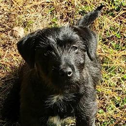 GG - American Hunt Terrier
