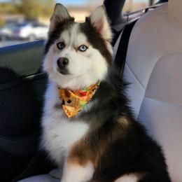 Spencer - Pomsky