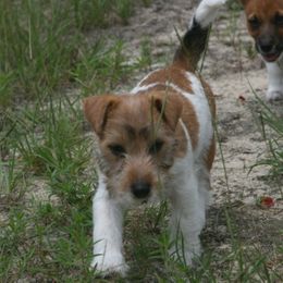 Russell Terrier Puppies from Journey's End