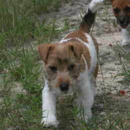 Russell Terrier Puppies from Journey's End