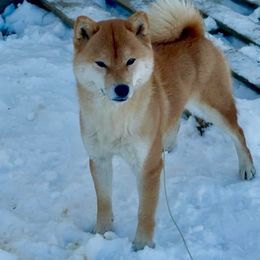 Dream - Shiba Inu