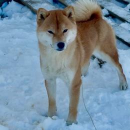 Dream - Shiba Inu