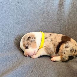 Venus (Yellow Collar) - Red merle female Border Collie puppy in Lula, Georgia from Silver Creek Ridge