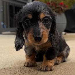 Dapple female 1 - Dapple female Dachshund puppy in Kansas City, Kansas from That Beautiful Dachshund