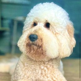 Willow - Goldendoodle