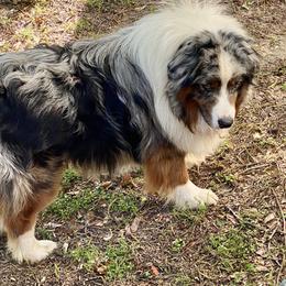 Australian Shepherd Puppies from Mullis Australian Shepherd