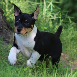 Rat Terrier Puppies from Walnut Acre Decker Terrier and ODT