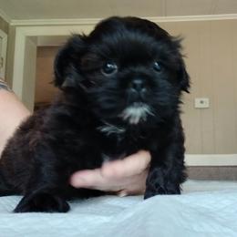 Brandle - Brindle male Shih Tzu puppy in Brodnax, Virginia from KB's