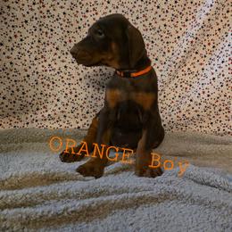 Orange - Red and rust male Doberman Pinscher puppy in Knox, Indiana from Double River Dobermans
