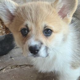 Purple Collar - White and red female Pembroke Welsh Corgi puppy in Fredericksburg, Texas from Hill Country Corgis