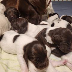 Kleine Munsterlander Puppies from Prairie State Kennel