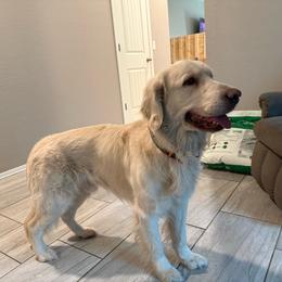 Sunny (Full Rights and fully tested) - Light golden male Golden Retriever puppy in Waddell, Arizona from Sunshine Mountain Retrievers