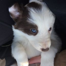 Border Collies from AMC Border Collies