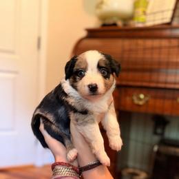 Bailey - Blue merle male Miniature Australian Shepherd puppy in Harpers Ferry, West Virginia from Carter's Cuties
