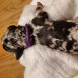 Girl 5 - Schnoodle puppy from Eveleigh Acres Puppies