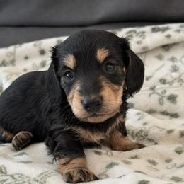 Zion - Black and cream male Dachshund puppy in Salem, Oregon from Longdox Mini Dachshunds