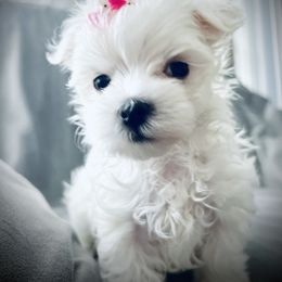 Girl 1 - Maltese puppy in Umatilla, Oregon from Rockin Rivers AKC Maltese & Malshi's