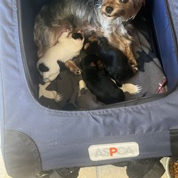 Yorkshire Terrier Puppies from Sassypaws