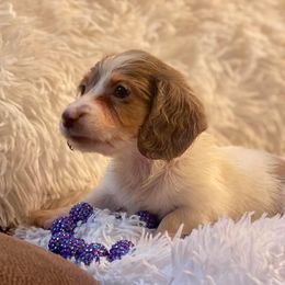 Dachshund and Miniature Schnauzer Puppies from The Bossy Doxie Farm