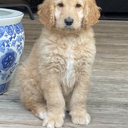 Goldendoodle and Yorkshire Terrier Puppies from Pups of the Lowcountry