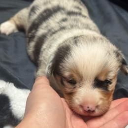 Willow - Blue merle and white female American Corgi puppy in Nortonville, Kansas from Low Riders Corgis & Mini Aussies