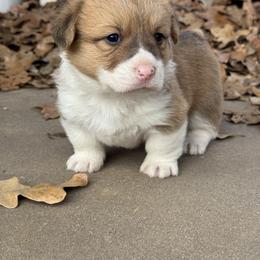 Sissy - Red female Pembroke Welsh Corgi puppy in Brashear, Texas from Sherwood Acres Pembrokes