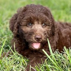 Ms Aimee - Chocolate female Assorted Doodle Crosses puppy in Kansas City, Missouri from Beary GoldenDoodles