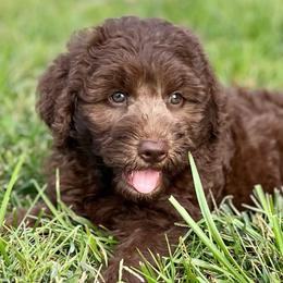 Ms Aimee - Chocolate female Assorted Doodle Crosses puppy in Kansas City, Missouri from Beary GoldenDoodles