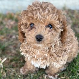 Cavapoo puppies from Hamann's Cavapoo Puppies