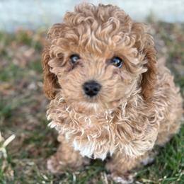 Cavapoo puppies from Hamann's Cavapoo Puppies